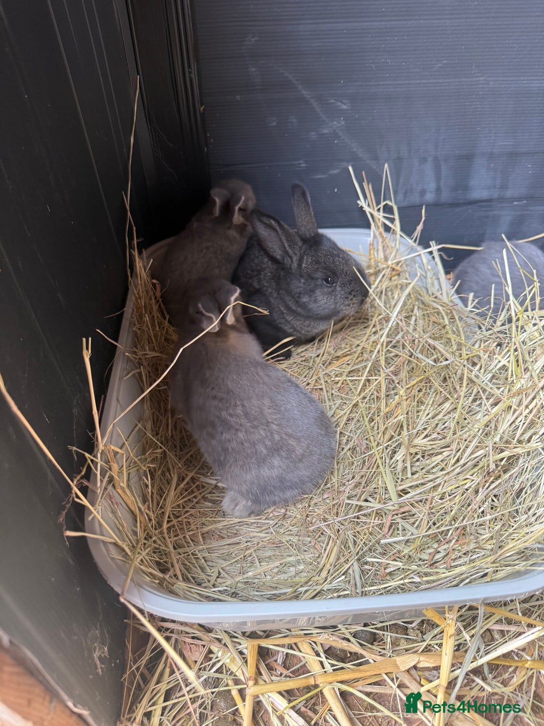 British Giant rabbits for sale: Giant rabbits  - Image 1
