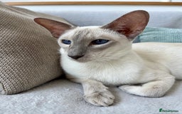 Siamese cats for sale: Outstanding pedigree Siamese Oriental kittens - Image 6