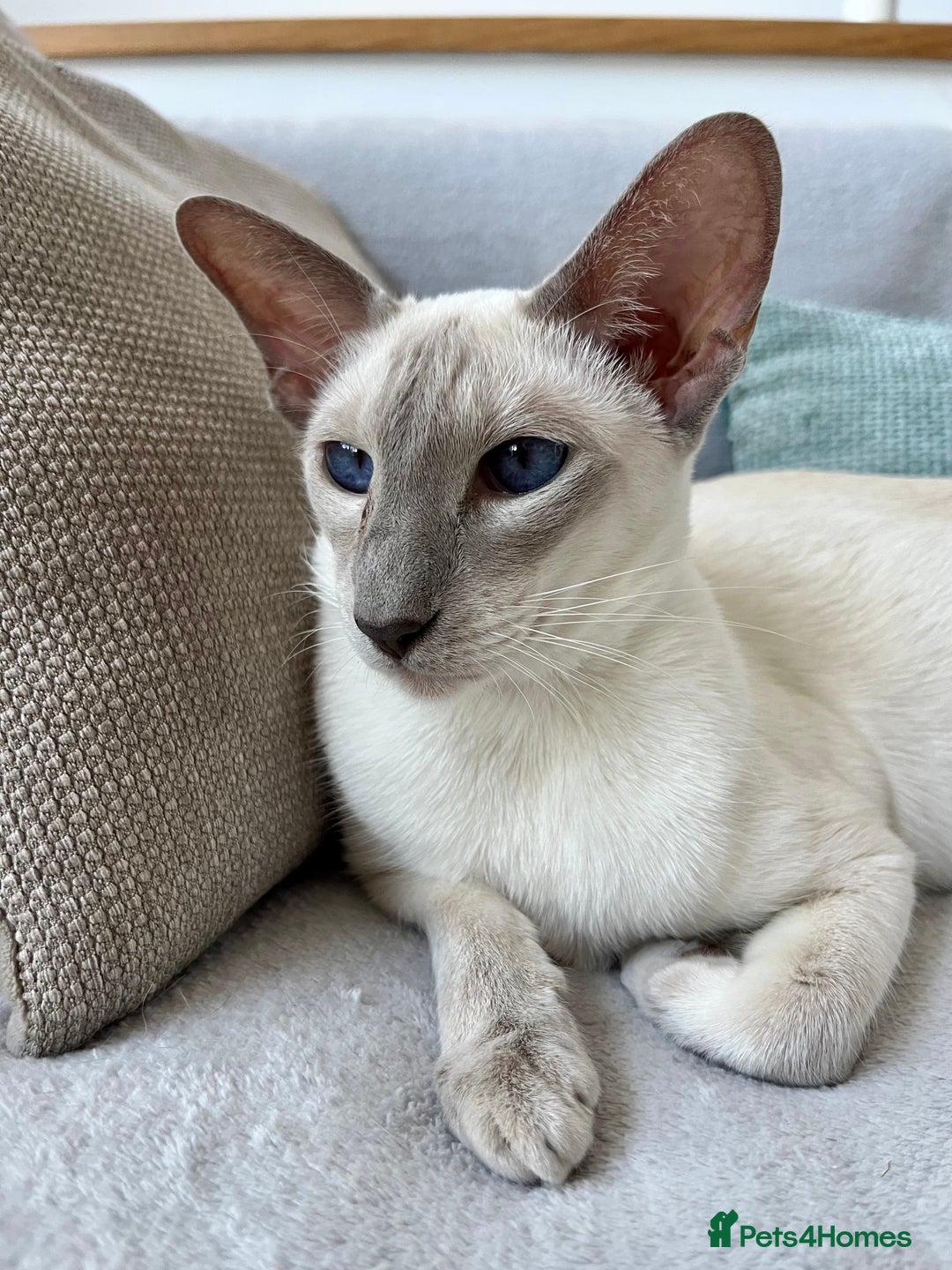 Siamese cats for sale: Outstanding pedigree Siamese Oriental kittens - Image 6