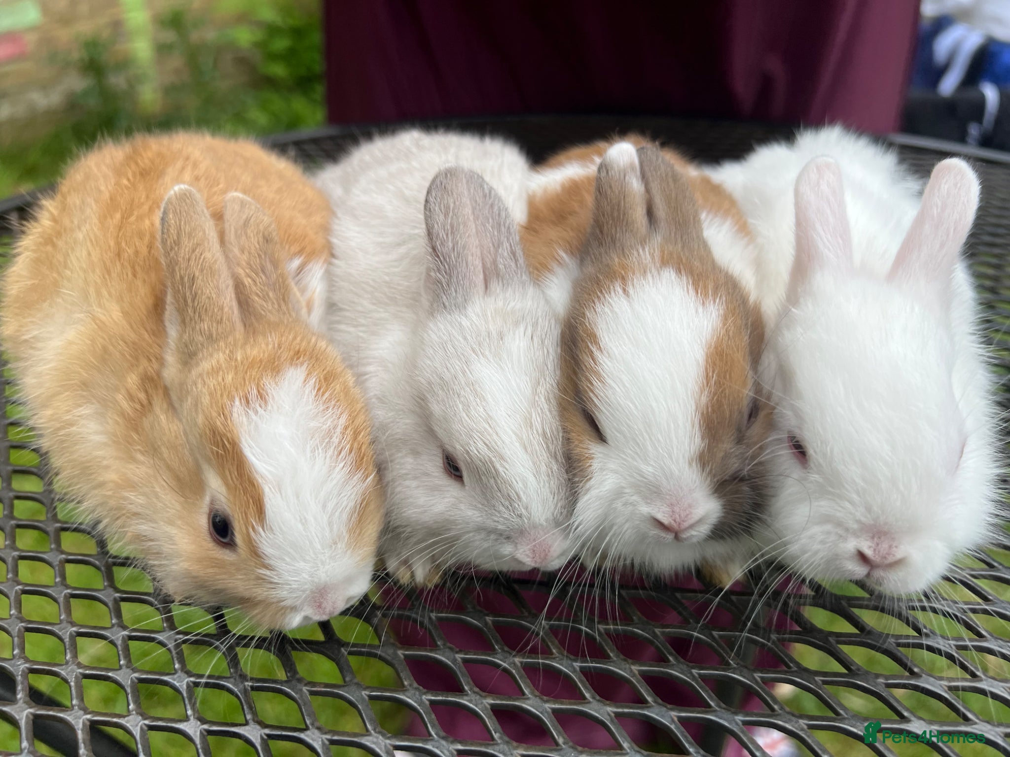 Lionhead rabbits Baby rabbits and a 4 month old lionhead female - Advert 13