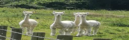 Alpaca livestock for sale: 3 females and 1 male in Canterbury - Advert 4