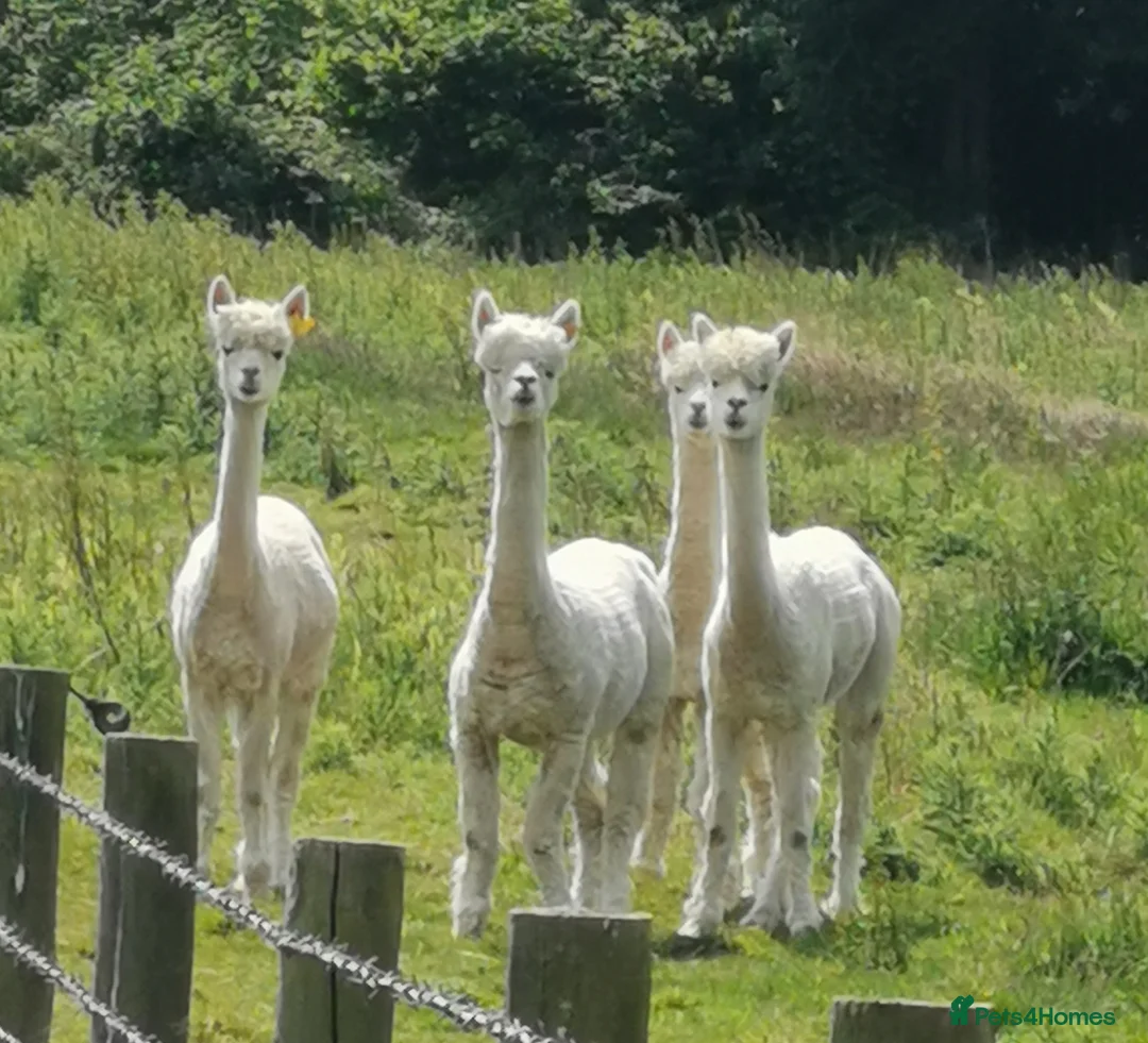 Alpaca livestock for sale: 3 females and 1 male in Canterbury - Advert 4