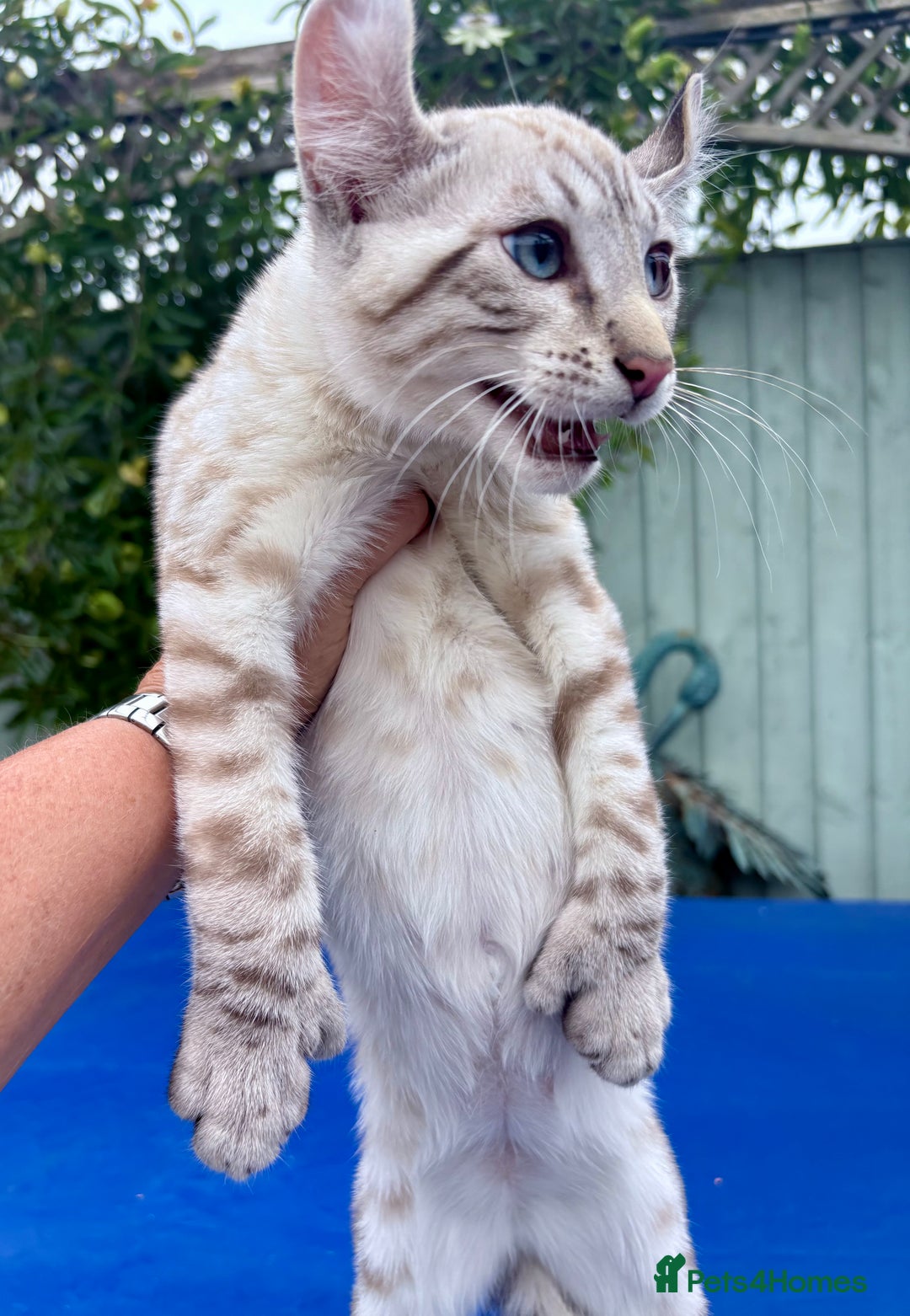 Keetso cats for sale: The best Keetso boy ever  - Image 21