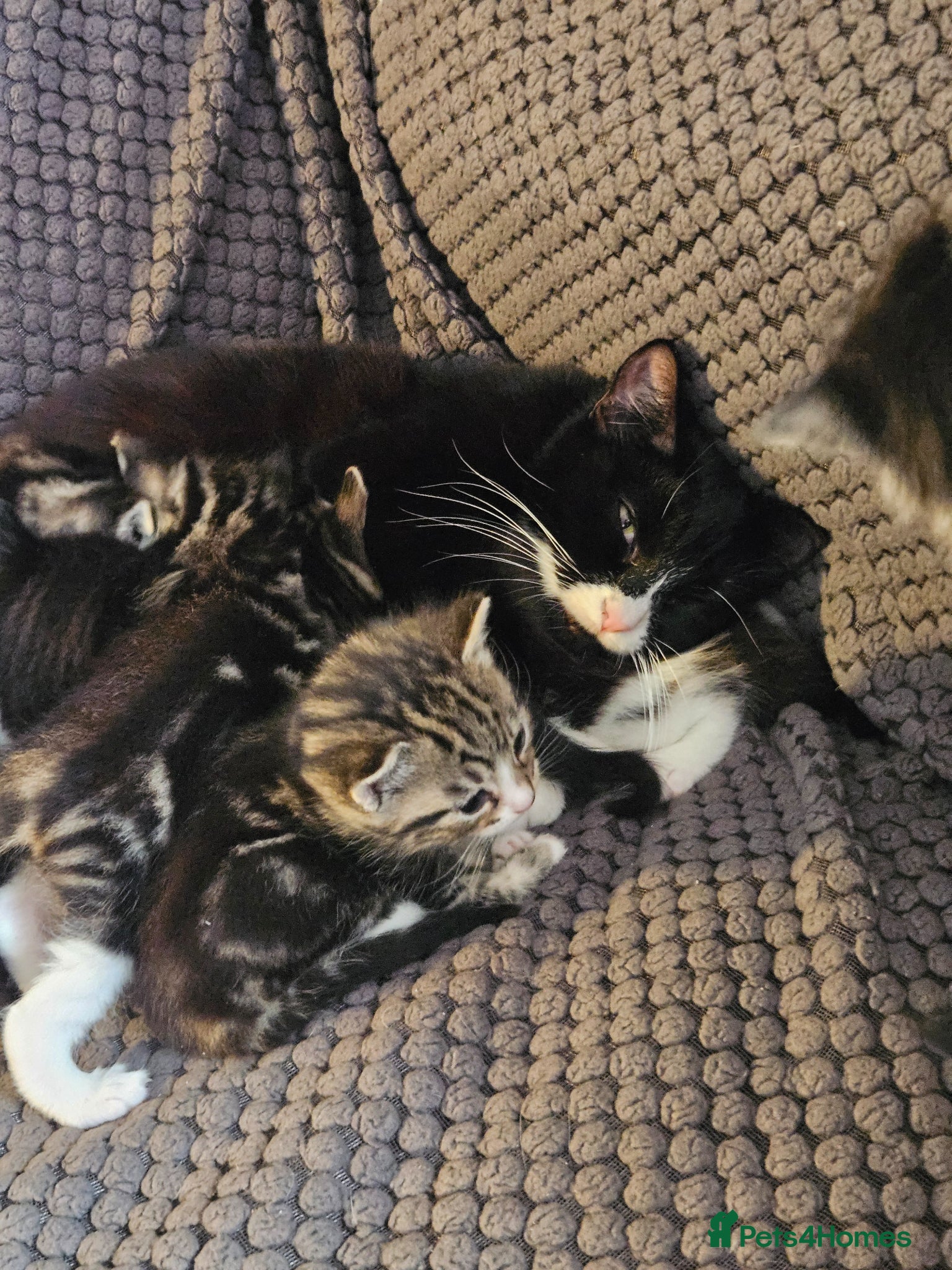 Mixed Breed cats MIXED BREED KITTENS - Advert 6