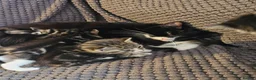 Mixed Breed cats for sale: MIXED BREED KITTENS - Advert 1
