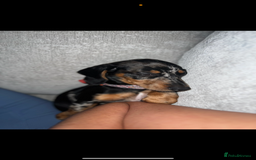 Miniature Dachshund dogs for sale: 2 year old girl  - Image 4