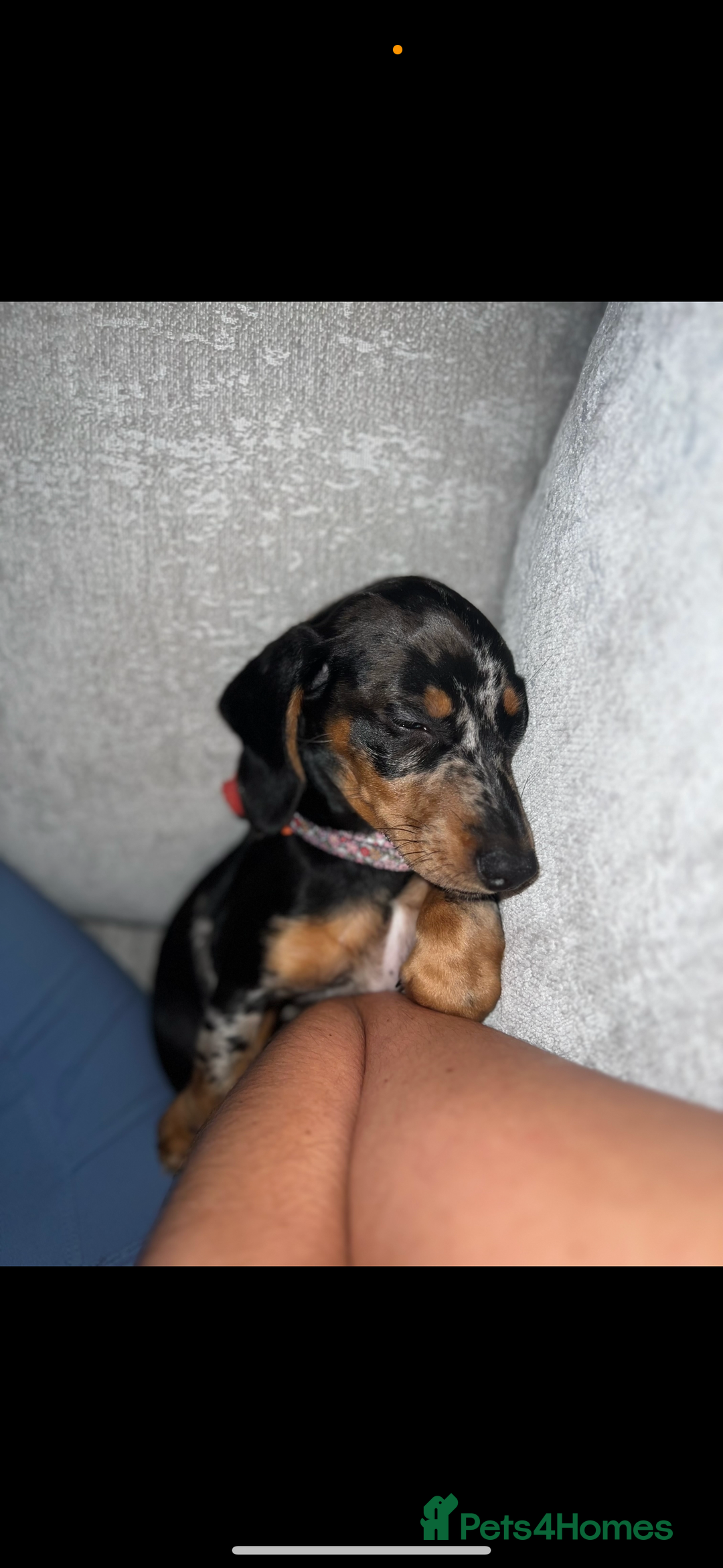 Miniature Dachshund dogs for sale: 2 year old girl  - Image 4