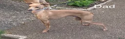 Italian Greyhound dogs for sale: 🐾 KC Registered Italian Greyhound Puppies 🐾 - Advert 9