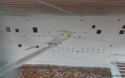 Budgerigars birds for sale: Rainbow Budgie - Advert 2