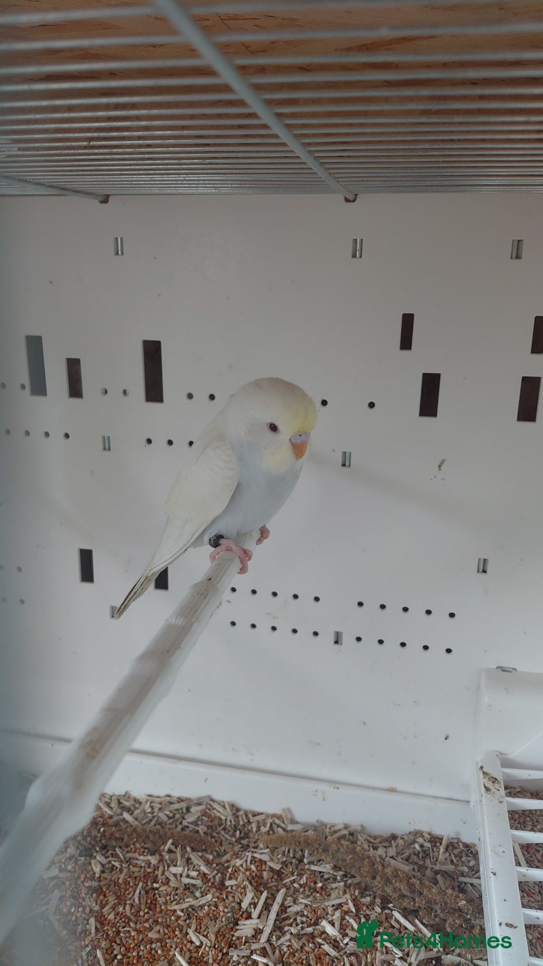 Budgerigars birds for sale: Rainbow Budgie - Advert 2