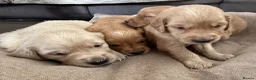 Golden Retriever dogs for sale: Extensively health tested parents!  - Advert 3