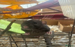 Rat rodents for sale: 3 male rats and massive amount of accessories  - Image 5