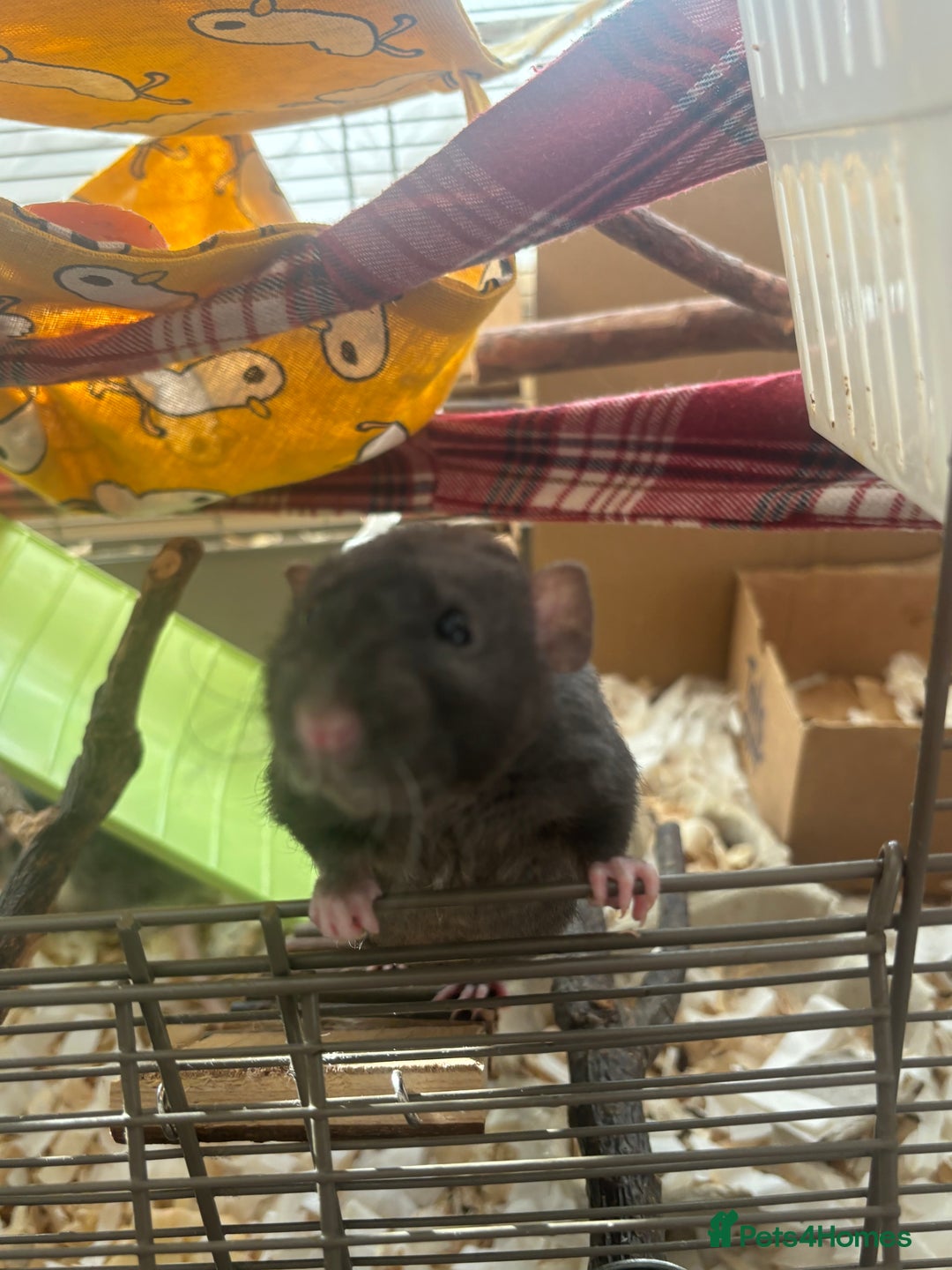 Rat rodents for sale: 3 male rats and massive amount of accessories  - Image 5