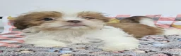 Shih Tzu dogs for sale: Choc Liver Shih Tzu puppies - Advert 13
