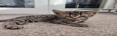 Bengal Boy