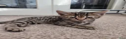 Bengal cats for sale: Half Bengal kitten in Dewsbury - Advert 1