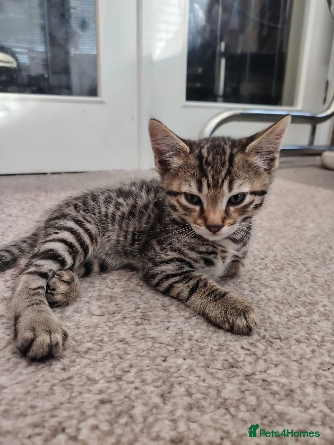 Bengal cats for sale: Half Bengal kitten in Dewsbury - Advert 1