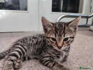 Bengal cats Half Bengal kittens x 2 - Advert 1