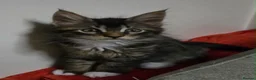 Maine Coon cats for sale: 3 Maine Coon kittens. - Advert 9