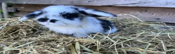 Mini Lop rabbits for sale: Gorgeous pure Mini lops  - Advert 7