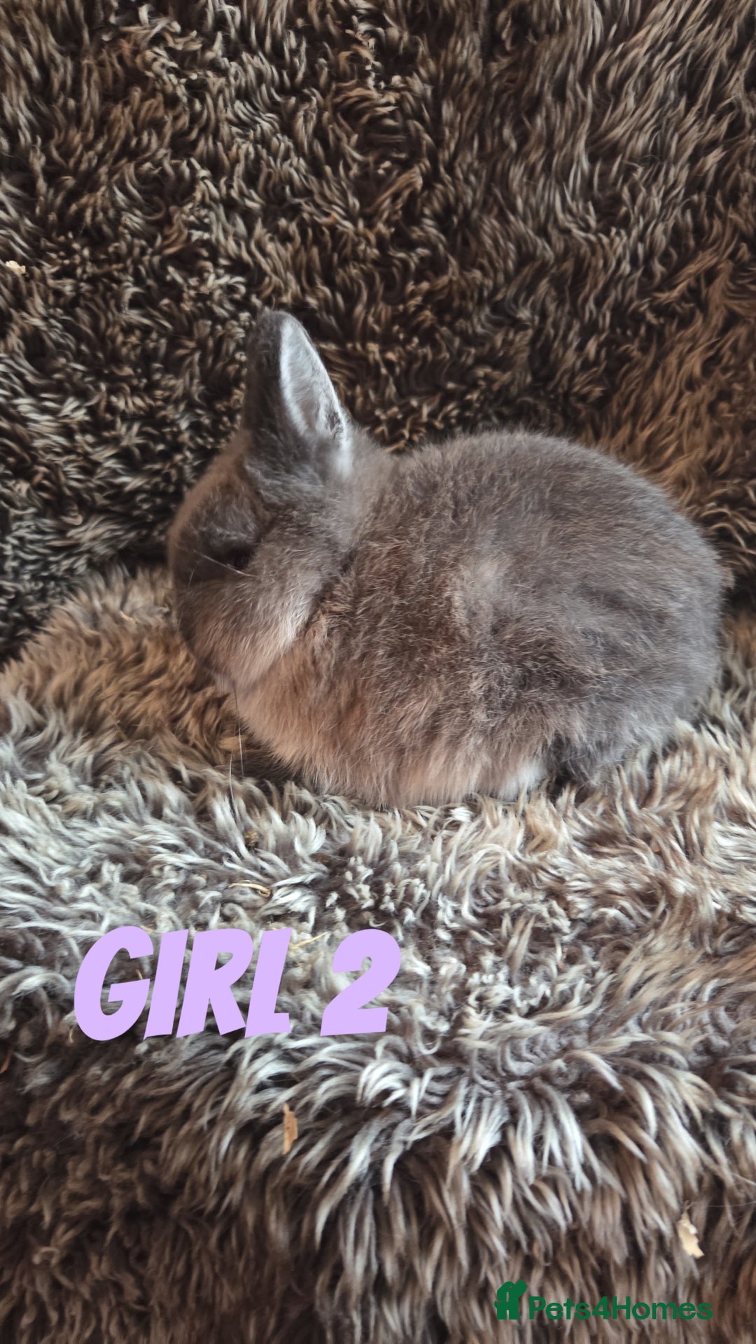 Netherland Dwarf rabbits for sale: Baby Netherland Dwarfs  - Advert 1