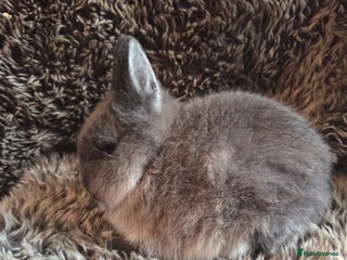 Netherland Dwarf rabbits Baby Netherland Dwarfs - Advert 2