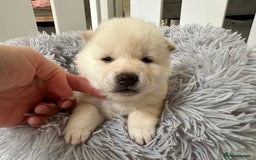 Japanese Shiba Inu dogs for sale: Japanese Shiba Inu puppies - Image 13