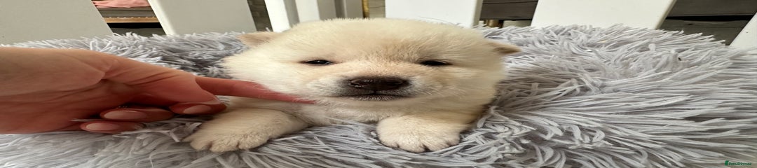 Japanese Shiba Inu Puppy 3