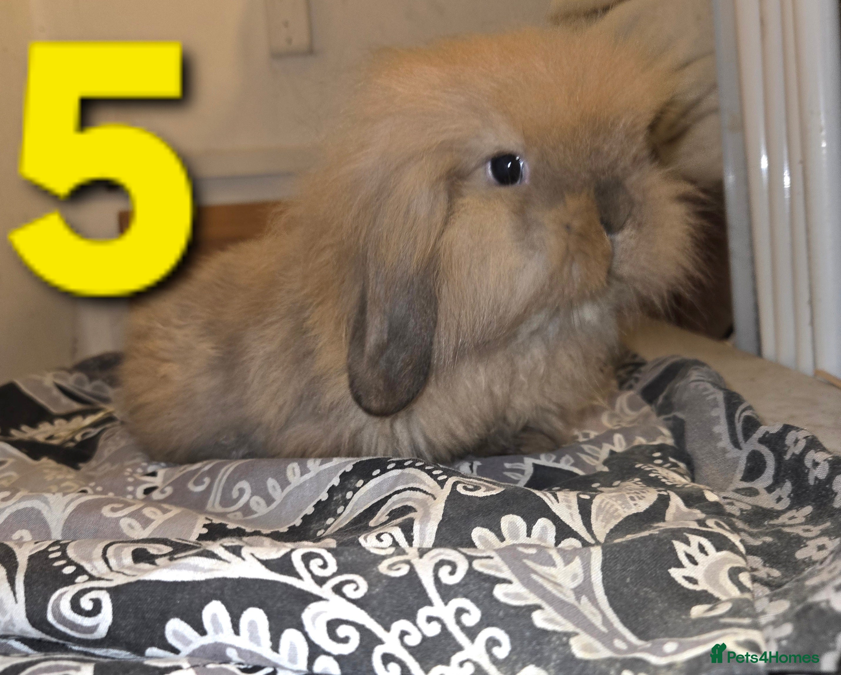 Mini Lion Lop rabbits Adorable mini lion lop babies mixed - Advert 6