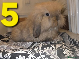 Mini Lion Lop rabbits Adorable mini lion lop babies mixed - Advert 6
