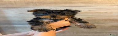 Yorkshire Terrier Puppy 1