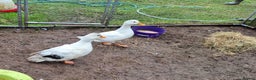 Ducks poultry for sale: 4 males call ducks, 2 female miniature Appleyards  - Advert 2