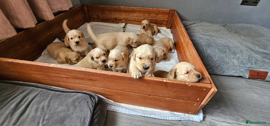 Golden Retriever dogs for sale:  golden retriever pups - Advert 32