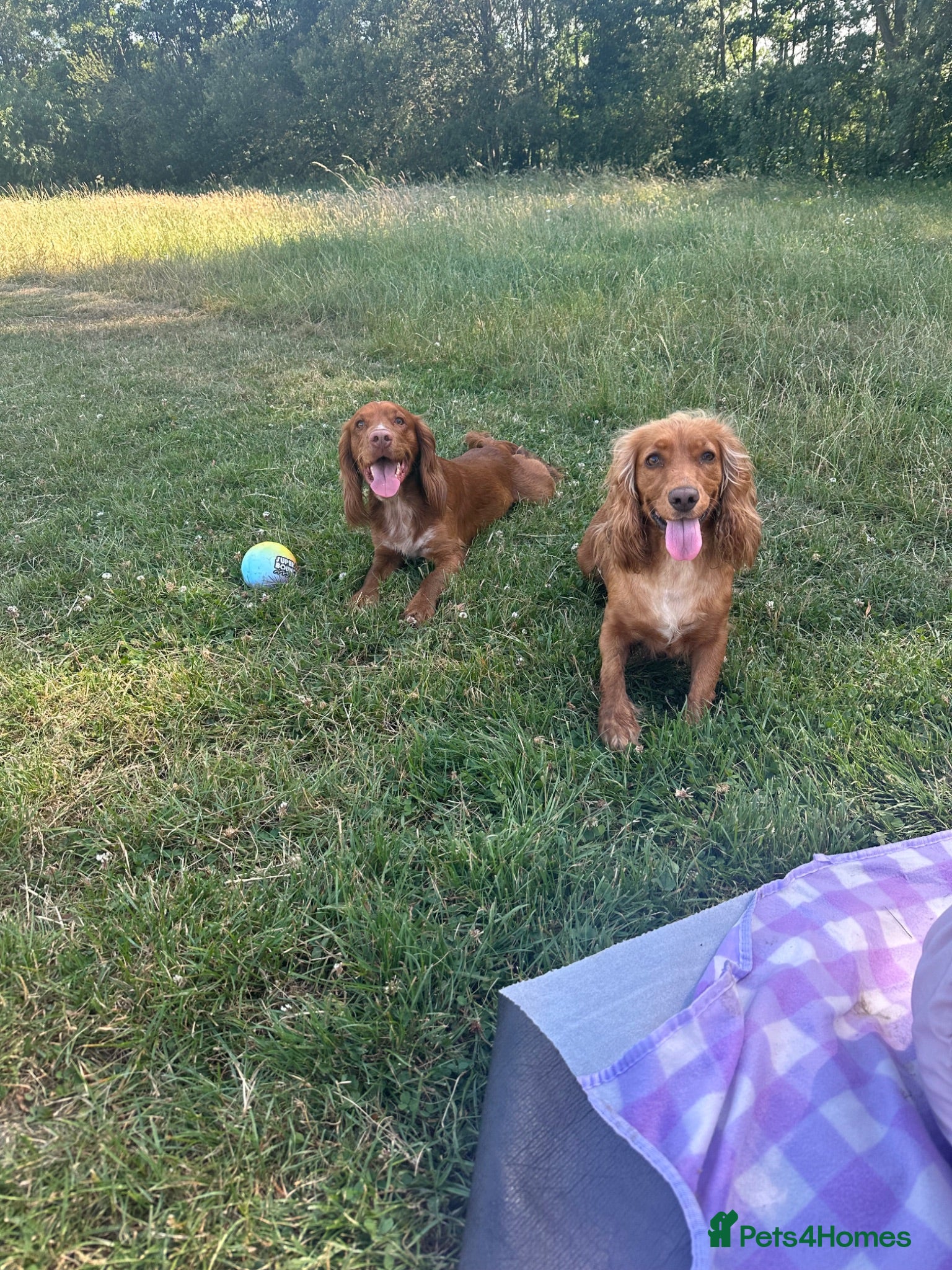 Cocker Spaniel dogs top class red cockers 3 boys left  - Advert 2