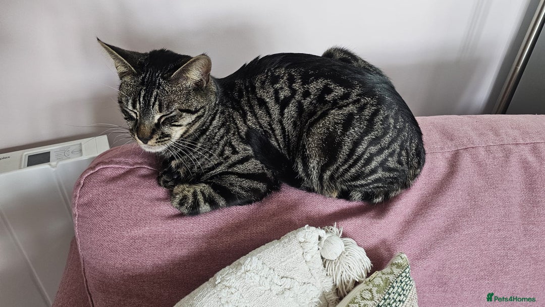 Domestic Shorthair cats for sale: Rehoming our beautiful Callie - Image 12