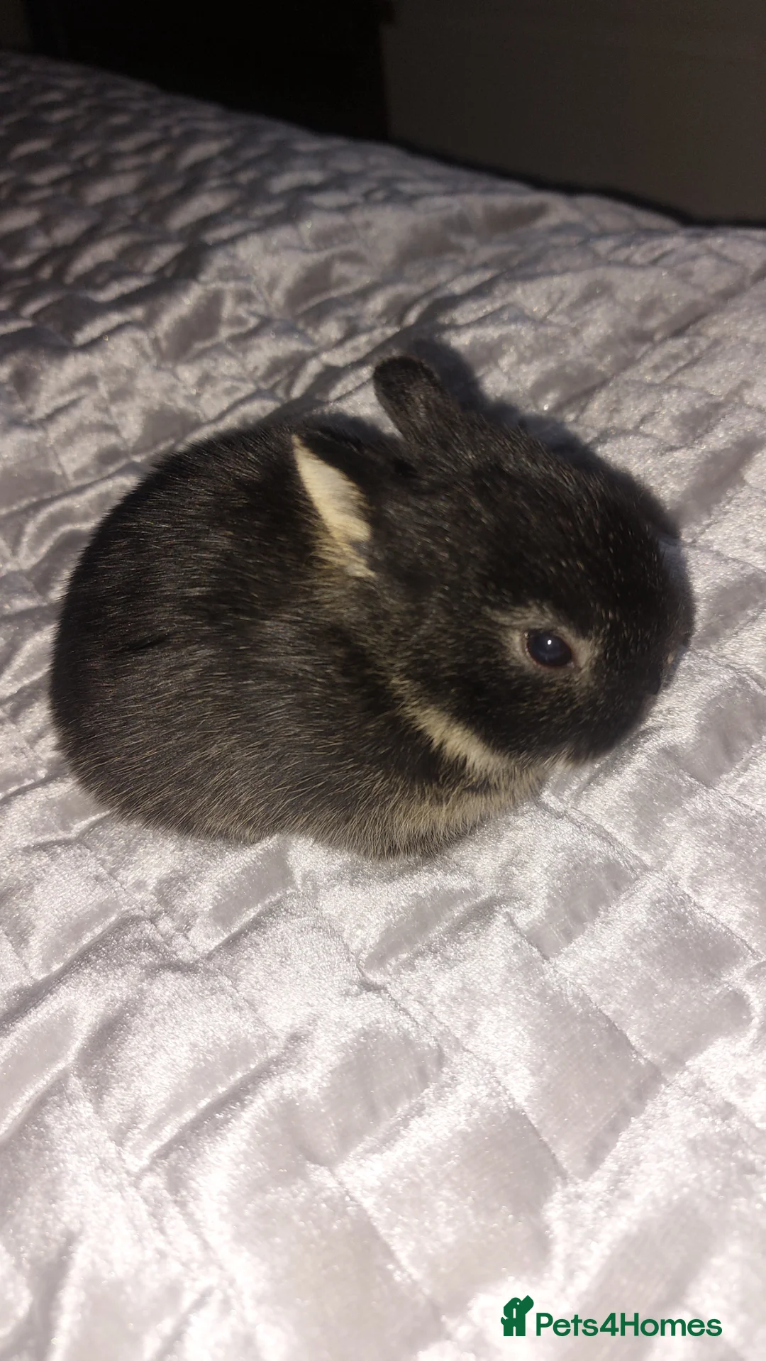 Netherland Dwarf rabbits for sale: Baby true Netherland Dwafs in Birmingham - Advert 1