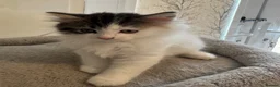 Ragdoll cats for sale: Beautiful Ragdoll kittens - Advert 8