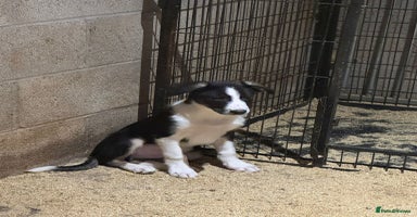 Border Collie dogs - Advert 12