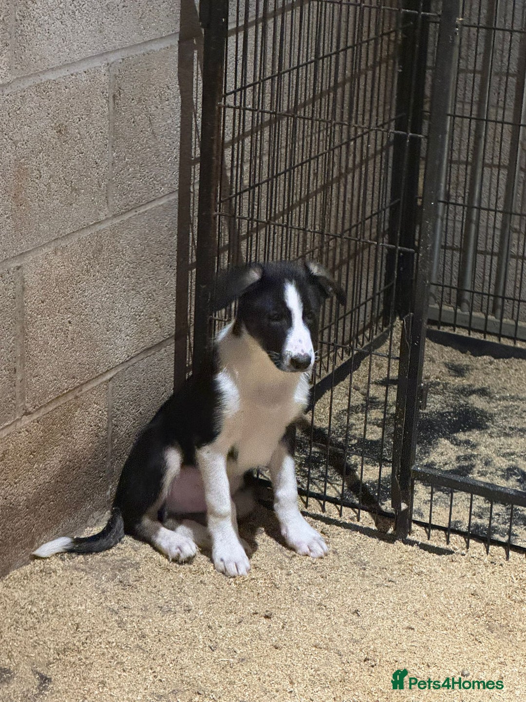 Border Collie dogs for sale: ISDS REGISTERED BORDER COLLIE PUPS - Image 2
