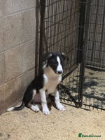Border Collie dogs - Advert 6