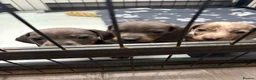 Dachshund dogs for sale: Dachshund Puppies - Advert 15