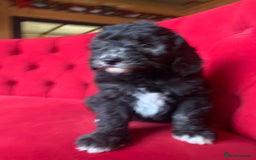 Sheepadoodle dogs for sale: Medium Sheepadoodle Puppies Available  - Advert 18