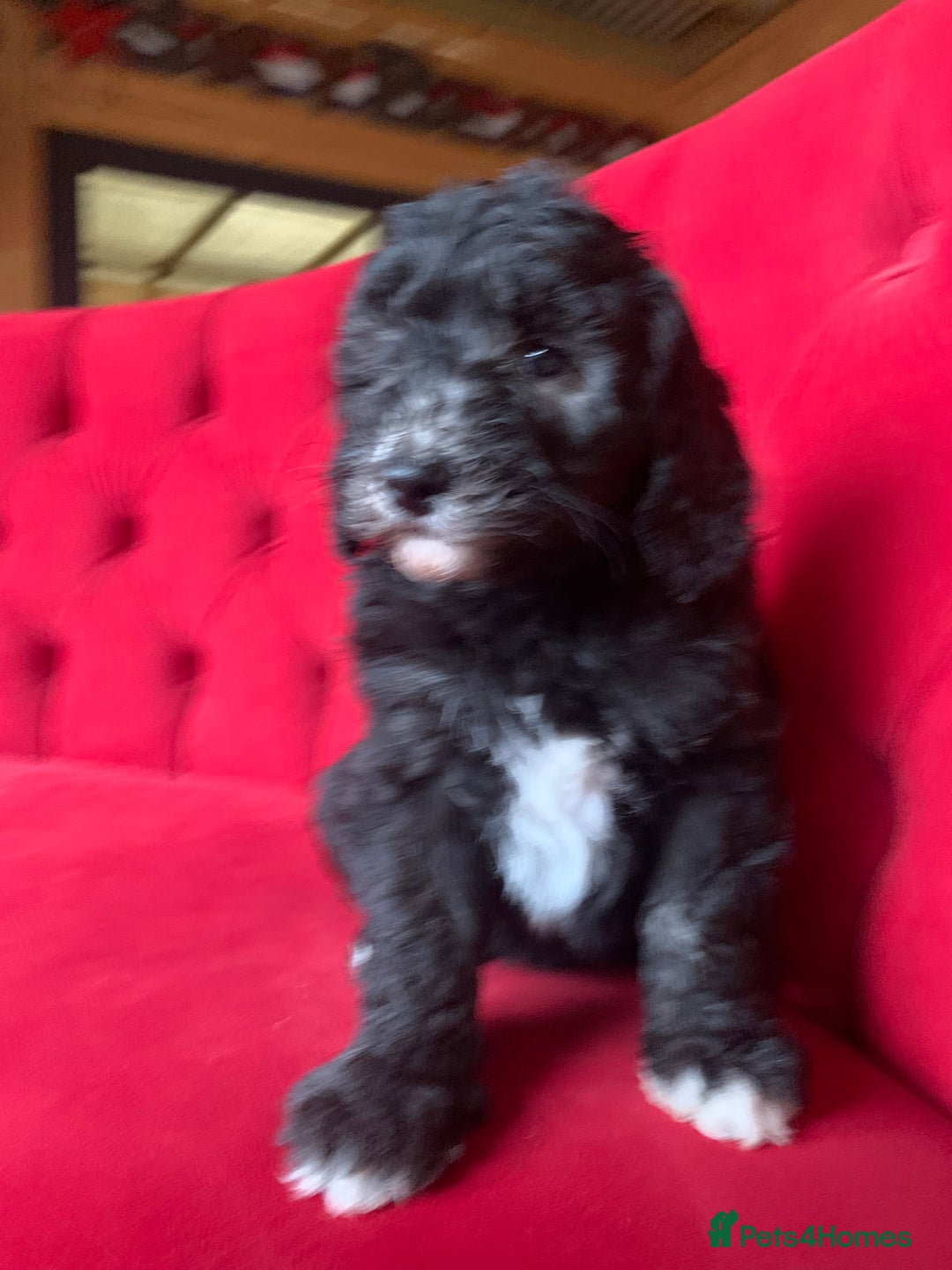 Sheepadoodle dogs for sale: Medium Sheepadoodle Puppies Available  - Advert 18