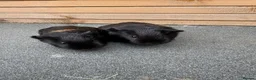 Guinea Pig rodents for sale: Two pairs of guinea pigs  - Advert 2