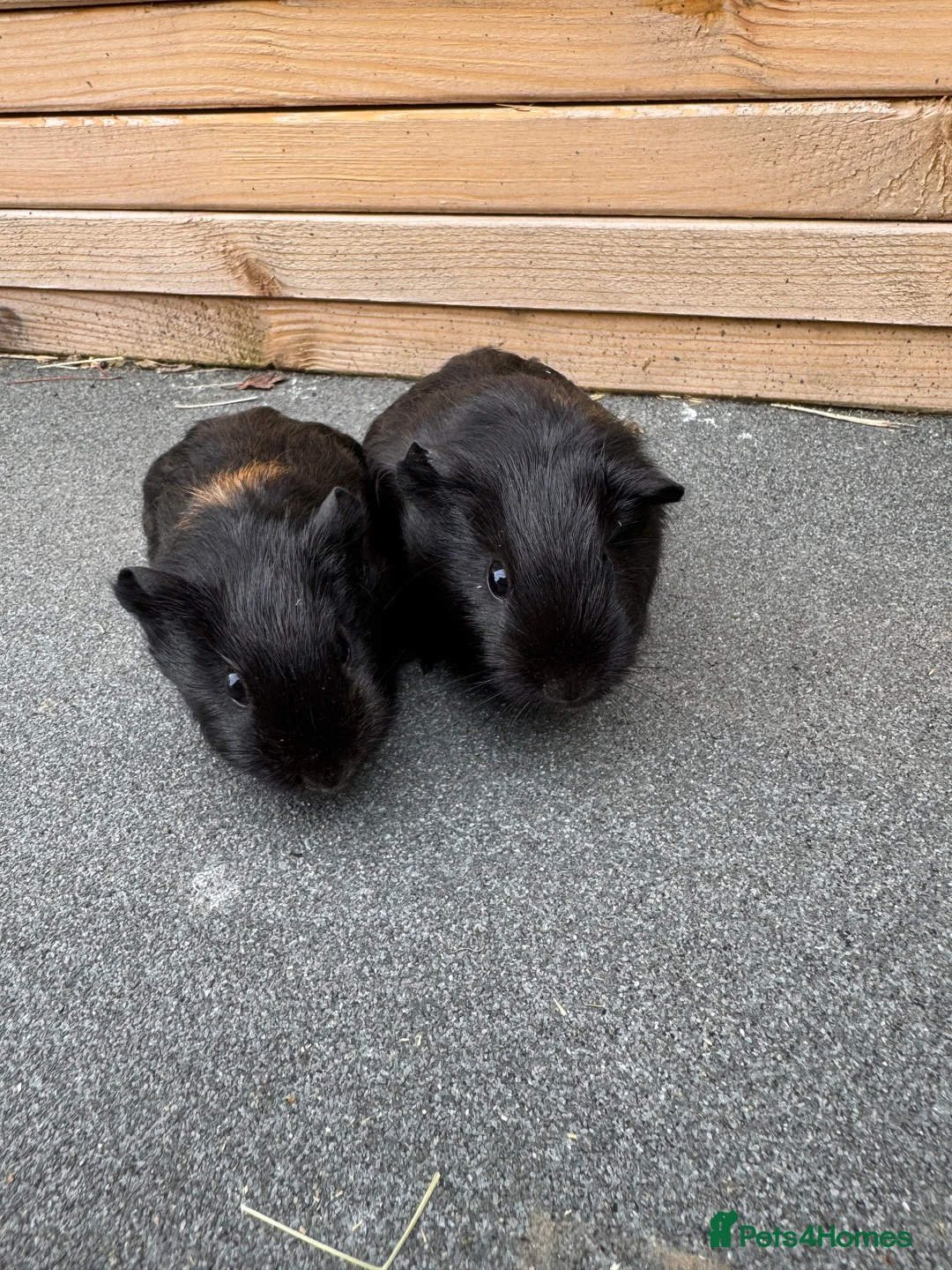 Guinea Pig rodents for sale: Two pairs of guinea pigs  - Advert 2