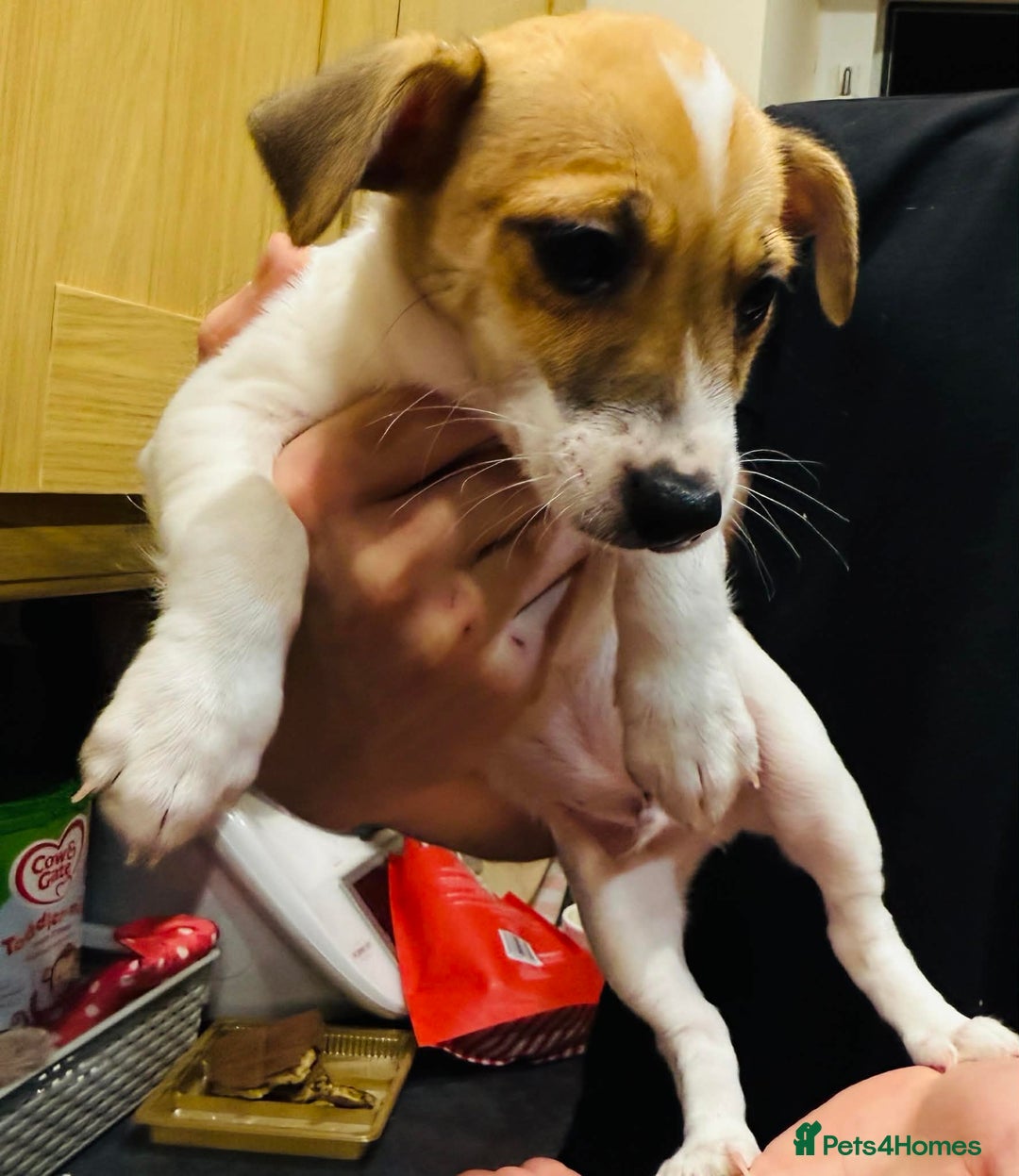 Jack Russell dogs for sale: Baby Jack Russell pups adorable  - Advert 3