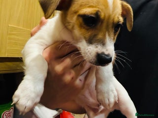 Jack Russell dogs Baby Jack Russell pups adorable - Advert 5
