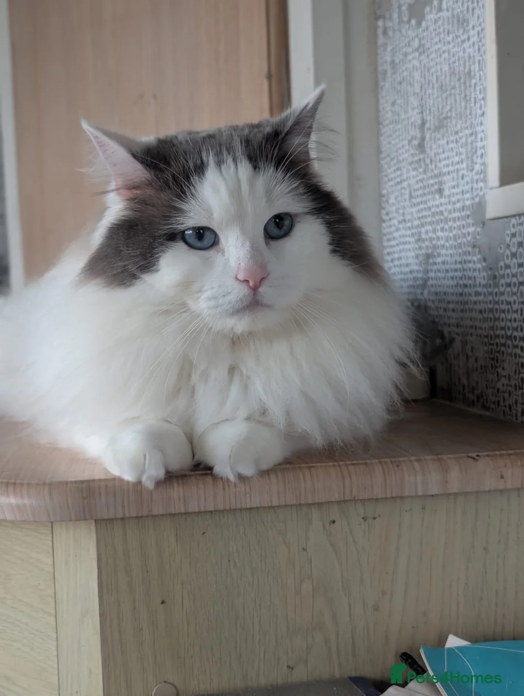 Ragdoll cats for stud: Stunning Blue Ragdoll Stud - Advert 2