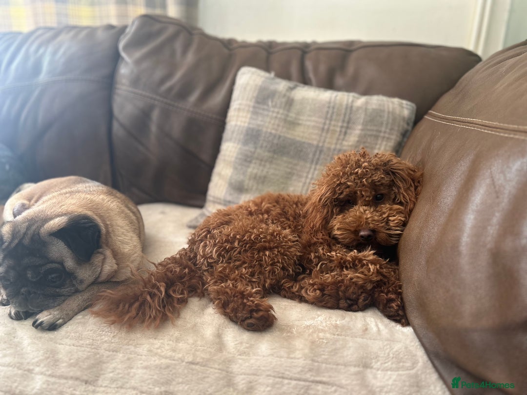 Toy Poodle dogs for stud: Kc Health tested fox red Toy poodle for stud - Advert 2