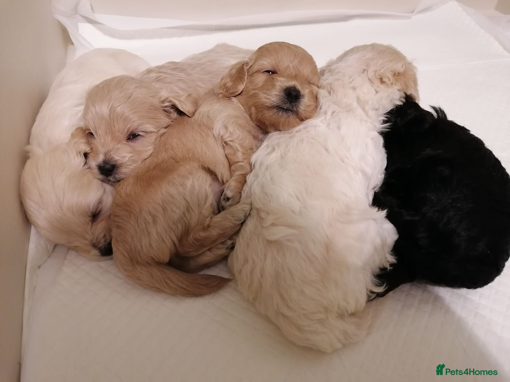Maltipoo dogs Maltipoo puppies  - Advert 12